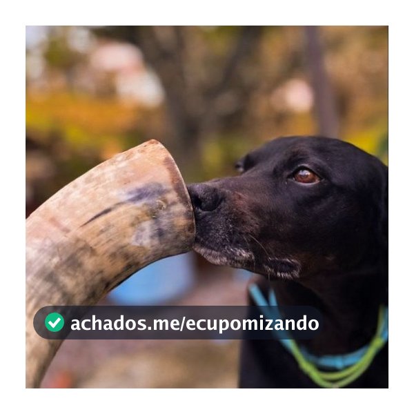 Mordedor Chifre De Boi Natural Para Cães 100% Natural Com Ponta Removida E Alta Resistência
