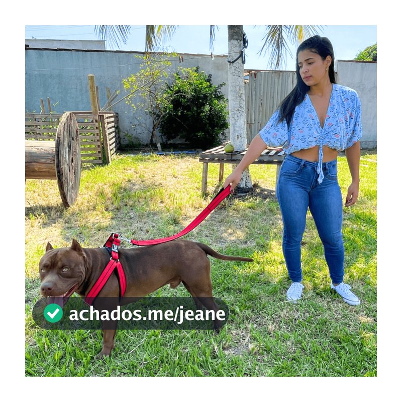 Coleira Peitoral Americano para cachorro super resistente confortável regulável
